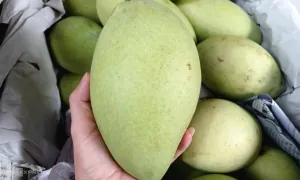Giá xoài cát Hòa Lộc tăng mạnh Giá xoài cát Hòa Lộc tăng mạnh