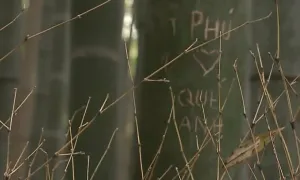 Rừng tre nổi tiếng Nhật Bản bị khắc chữ chi chít